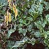 Arum italicum ssp. italicum 'Marmoratum', habit