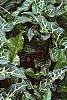 Arum italicum ssp. italicum 'Marmoratum', habit