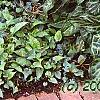 Arum italicum ssp. italicum 'Marmoratum', habit
