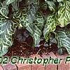 Arum italicum ssp. italicum 'Marmoratum', habit