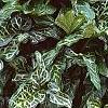 Arum italicum ssp. italicum 'Marmoratum', habit