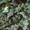 Arum italicum ssp. italicum 'Marmoratum', habit