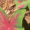Caladium spp., leaves