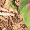 Caladium spp., leaves