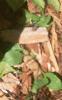 Caladium spp., leaves
