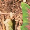 Caladium spp., leaves