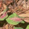Caladium spp., leaves