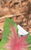 Caladium spp., leaves