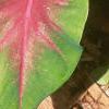 Caladium spp., leaves