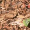 Caladium spp., leaves