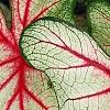 Caladium 'White Queen', leaves