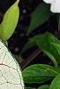 Caladium 'White Queen', leaves