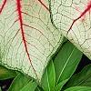 Caladium 'White Queen', leaves