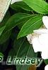 Caladium 'White Queen', leaves