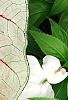 Caladium 'White Queen', leaves