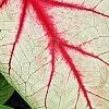 Caladium 'White Queen', leaves