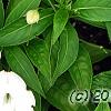 Caladium 'White Queen', leaves