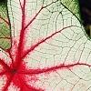 Caladium 'White Queen', leaves