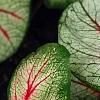 Caladium 'White Queen', leaves