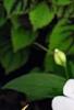 Caladium 'White Queen', leaves