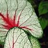 Caladium 'White Queen', leaves