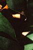Monstera deliciosa, leaves