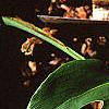 Monstera deliciosa, leaves