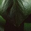 Monstera deliciosa, leaves