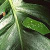 Monstera deliciosa, leaves