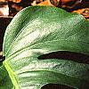 Monstera deliciosa, leaves