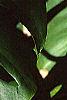 Monstera deliciosa, leaves