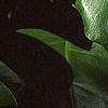 Monstera deliciosa, leaves