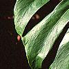 Monstera deliciosa, leaves