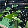 Orontium aquaticum, flowers