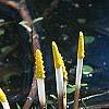 Orontium aquaticum, flowers