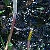 Orontium aquaticum, flowers