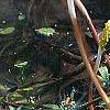 Orontium aquaticum, flowers