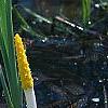 Orontium aquaticum, flowers
