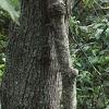 Peltandra virginica, habit