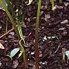 Pinellia tripartita, habit