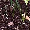 Pinellia tripartita, habit