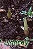 Pinellia tripartita, habit