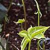 Pinellia tripartita, habit