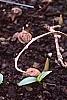 Pinellia tripartita, habit
