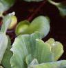 Pistia stratiotes, habit