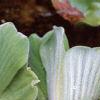 Pistia stratiotes, habit