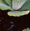 Pistia stratiotes, habit