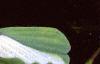 Pistia stratiotes, habit