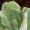 Pistia stratiotes, habit