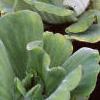 Pistia stratiotes, habit